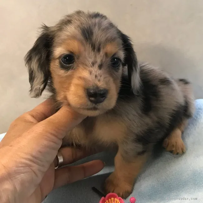 jiji 様のお迎えした子犬