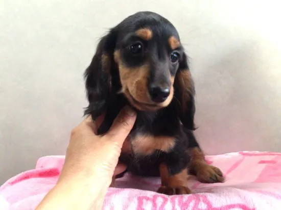 riku@saku 様のお迎えした子犬