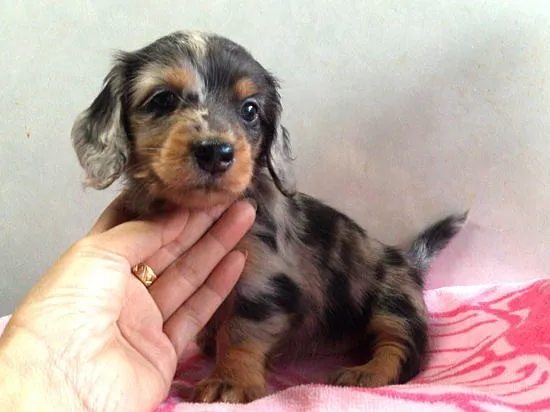 ID:1406-00645の子犬