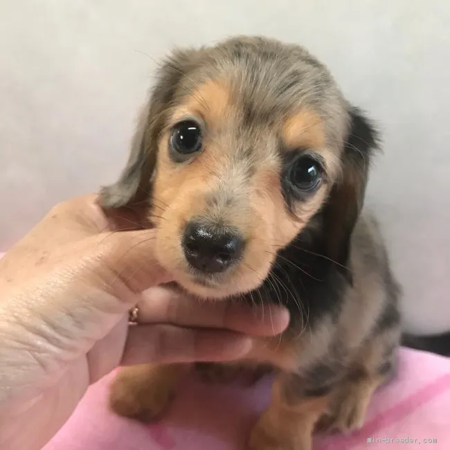 ID：2001-03510の子犬