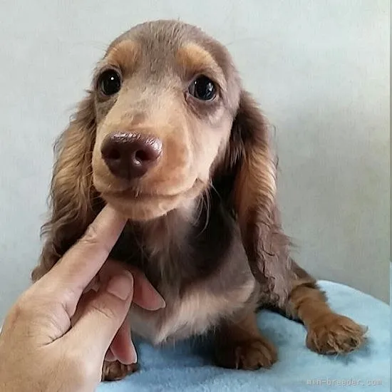 レアミラ 様のお迎えした子犬