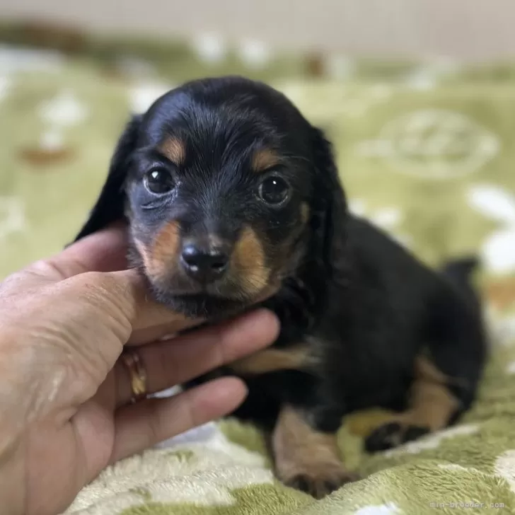 N.Ｉ 様のお迎えした子犬
