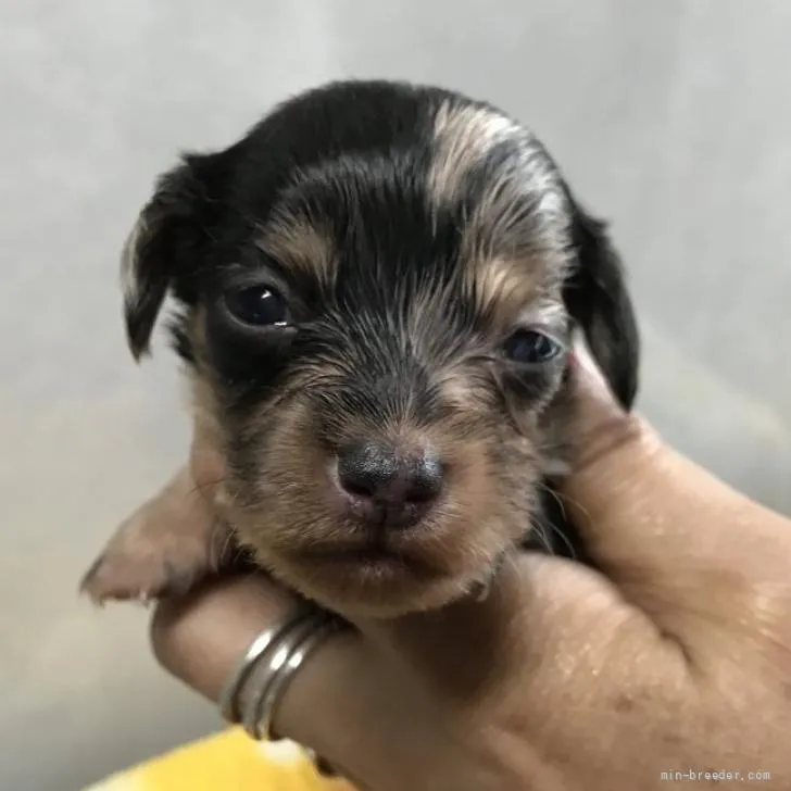 ID：2206-02752の子犬