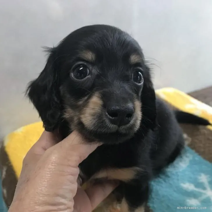 ID：2205-00153の子犬
