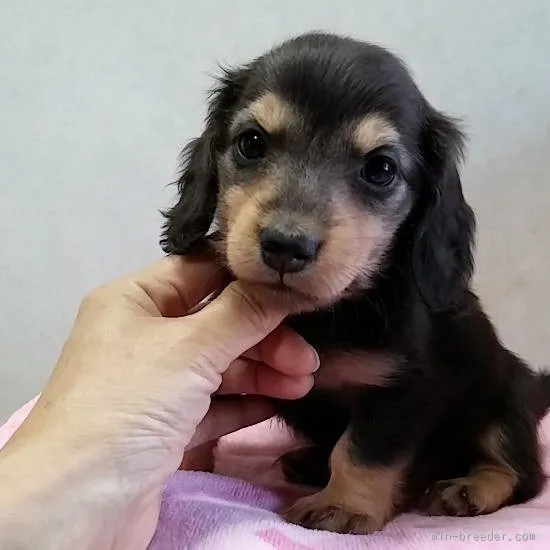 ここあ 様のお迎えした子犬