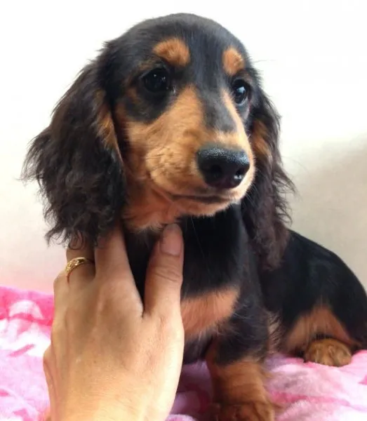 ID:1303-00875の子犬