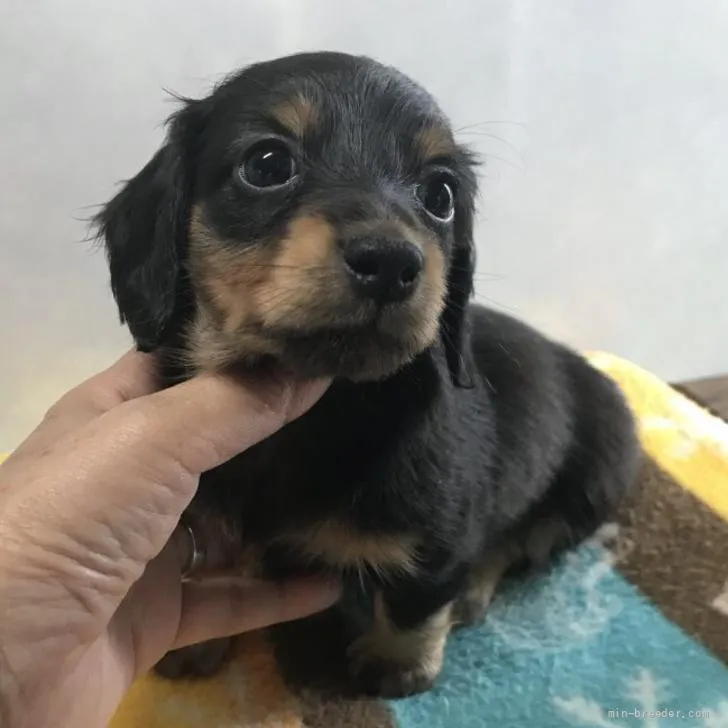 ID：2205-00152の子犬
