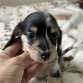 ミニチュアダックスフンド(ロング)【宮崎県・男の子・2024年3月12日・シルバー&イエロー,ダップル】の写真5