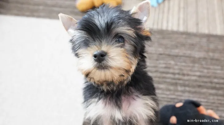 kikimama 様のお迎えした子犬