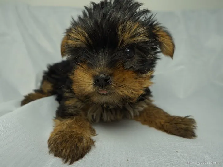 ID:2003-01531の子犬