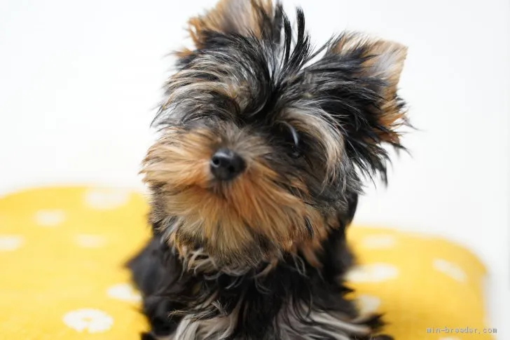 ID:2005-02010の子犬