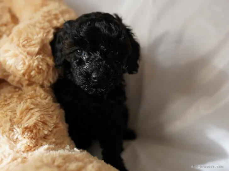 ID:2110-03753の子犬