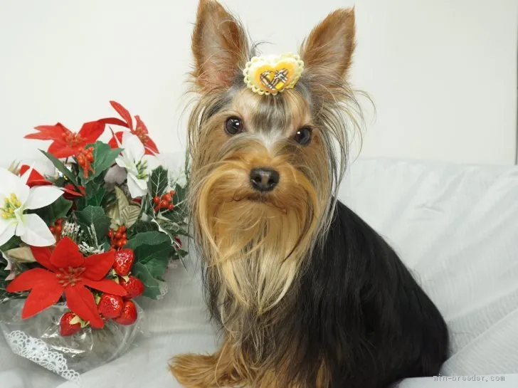 ID:1909-00470の子犬
