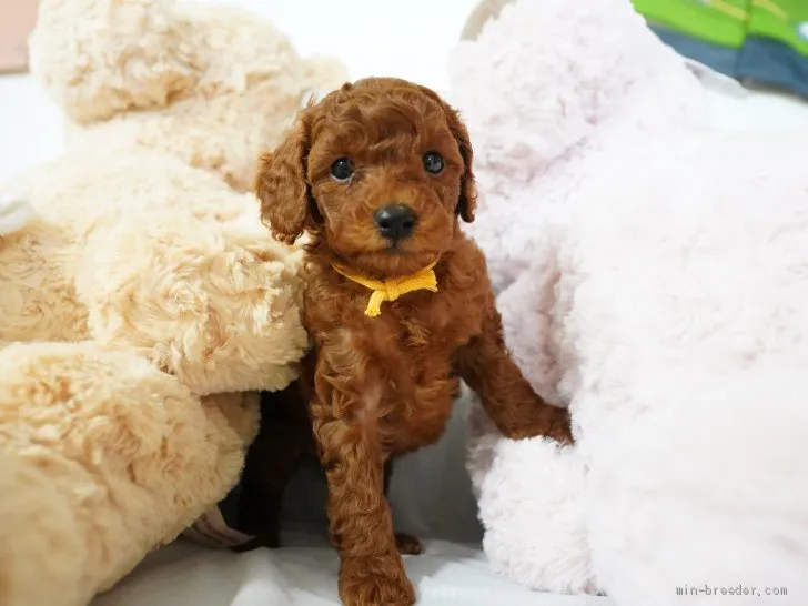 ID:2104-02881の子犬