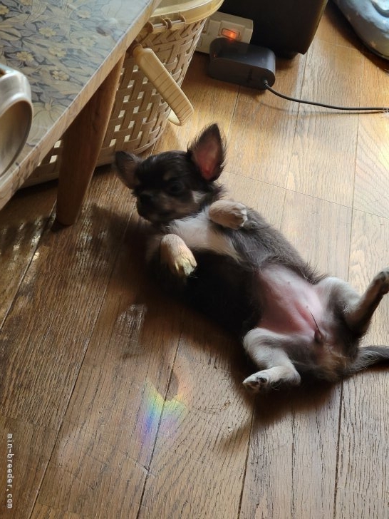 伊藤香ブリーダーのブログ：巣立ちした子犬達元気かな❓