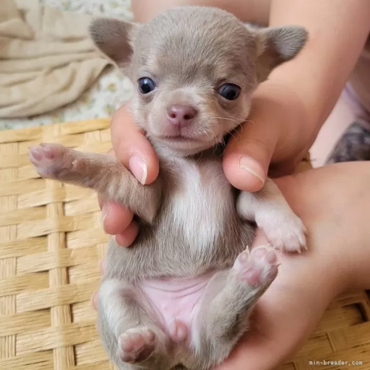 ID:2506-05302の子犬