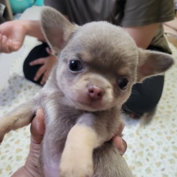 チワワ(スムース)【秋田県・女の子・2025年5月22日・イザベラ】の写真「人間大好き💖」