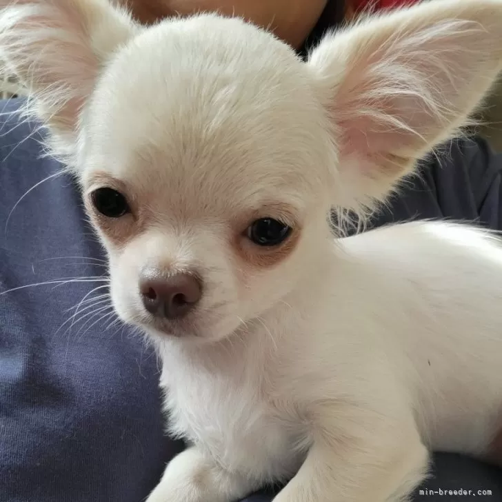 ID：2401-05167の子犬