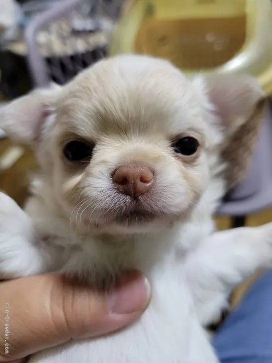 春子 様のお迎えした子犬