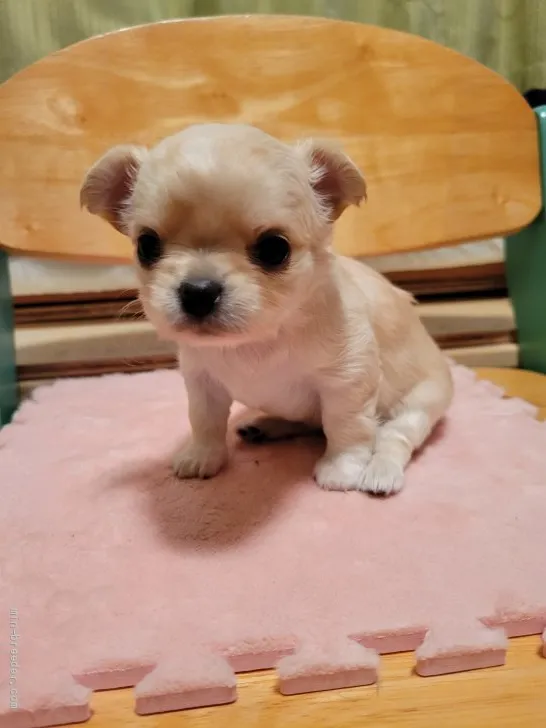 ID：2203-02905の子犬