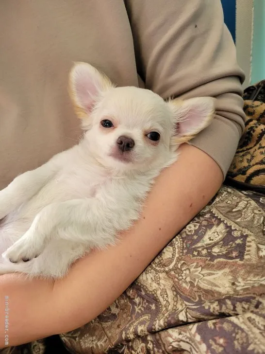ハル 様のお迎えした子犬