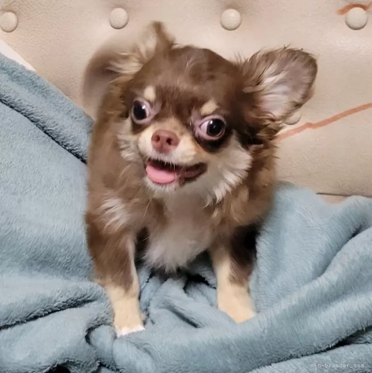 ID:2408-01370の子犬