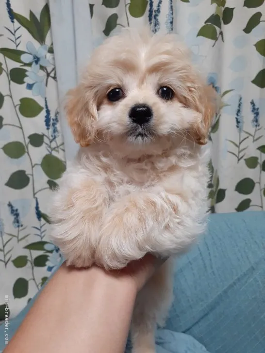 ひなママ 様のお迎えした子犬