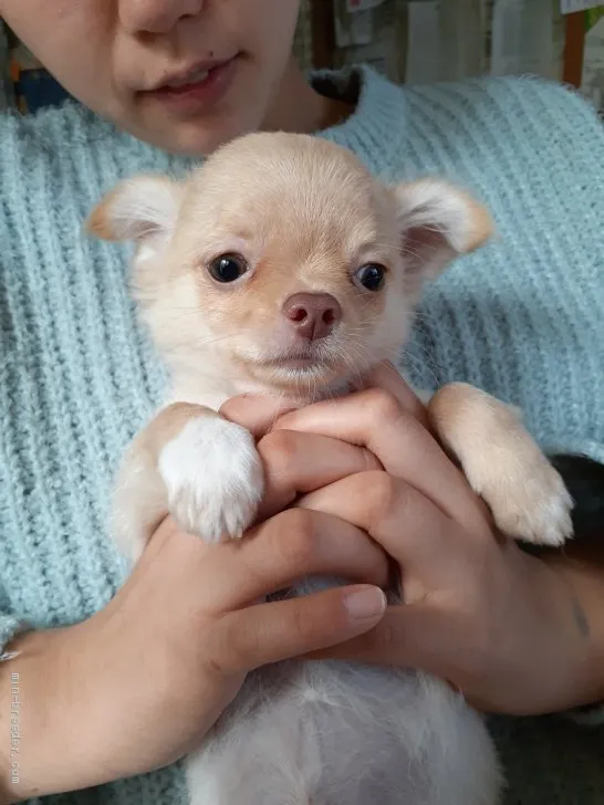 M.M 様のお迎えした子犬