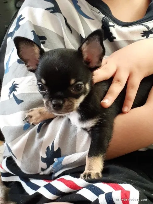 T.Y 様のお迎えした子犬