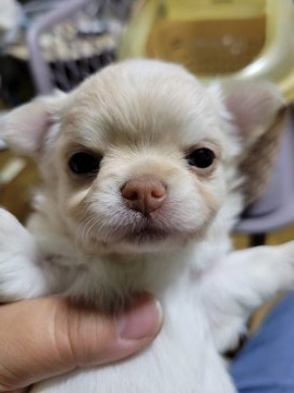 チワワ(ロング)【秋田県・女の子・2022年3月16日・クリーム】の写真「人間大好き❤️」