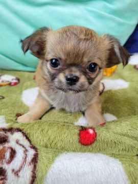 チワワ(ロング)【秋田県・女の子・2022年2月20日・フォーン】の写真「一歩後ろで様子を見ている頭の良い子です。」