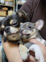 チワワ(ロング)【・女の子・2022年2月20日・ブルー&クリームタン】「ブルーやイザベラなど、希少カラーの子犬が生まれます✨」