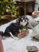 チワワ(ロング)【・女の子・2022年2月20日・ブルー&クリームタン】「クリスマスツリーの飾りの順番待ちしました🎀」