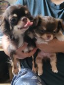 チワワ(ロング)【・女の子・2022年10月3日・チョコレート&ホワイトタン】「初めてママに、なりました💖子育て上手な完璧ママです♪」