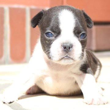 フレンチブルドッグ【大阪府・男の子・2025年10月17日・パイドカラー】の写真「パイドの男の子」