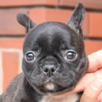 フレンチブルドッグ【大阪府・女の子・2025年10月11日・ブリンドル】の写真「ブリンドルの女の子」