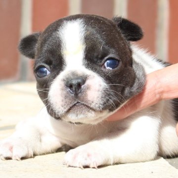 フレンチブルドッグ【大阪府・女の子・2025年10月17日・パイドカラー】の写真「パイドの男の子」