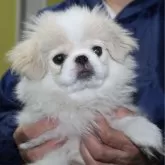 ペキニーズ