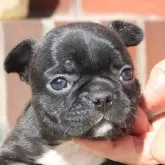 フレンチブルドッグ