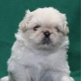 ペキニーズ