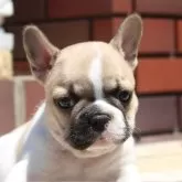 フレンチブルドッグ