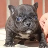 フレンチブルドッグ