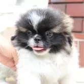 ペキニーズ