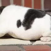 フレンチブルドッグ【大阪府・女の子・2025年10月17日・パイドカラー】の写真2