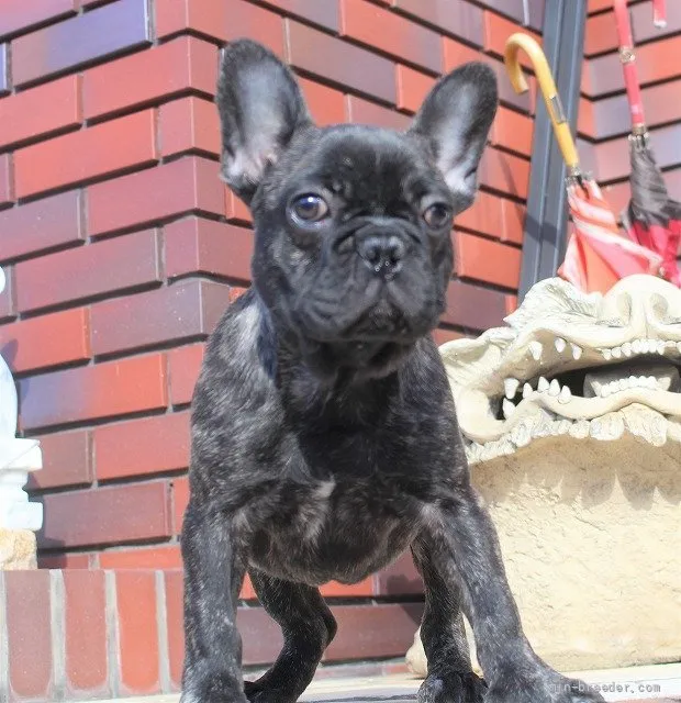 M.H 様のお迎えした子犬