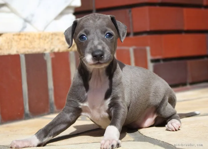 ID：2102-01714の子犬
