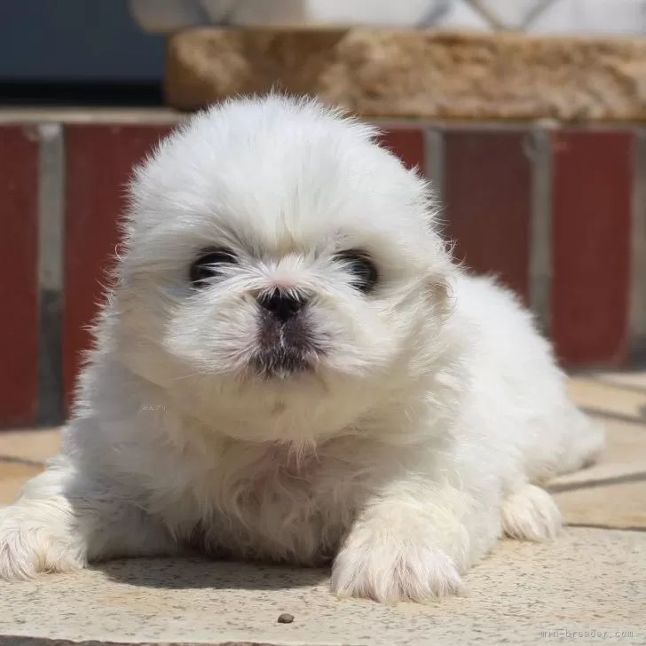 ID:2407-01800の子犬