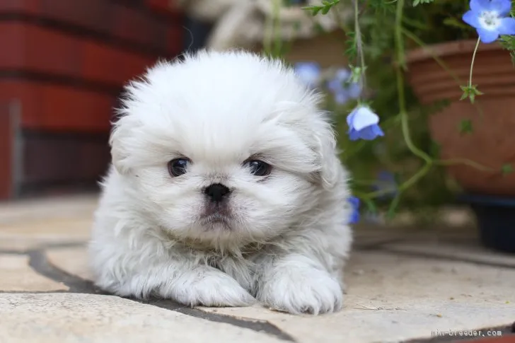 なーちゃん 様のお迎えした子犬