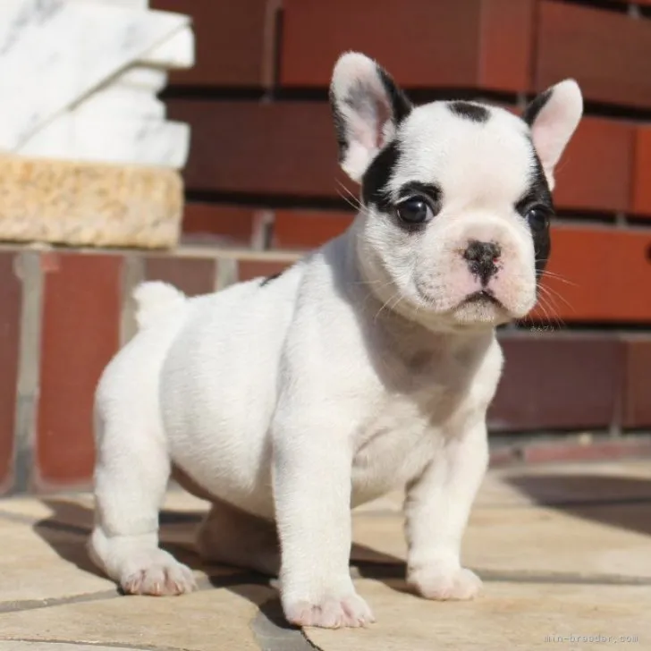 せい 様のお迎えした子犬