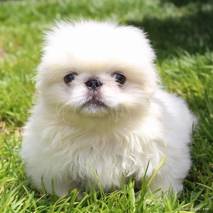 ID:2206-03918の子犬